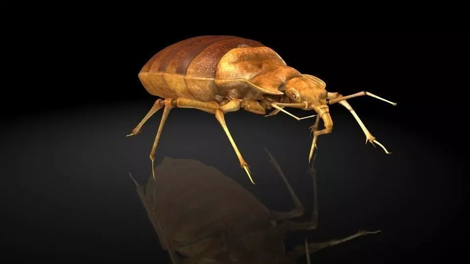  Insect Collection 6 bedbug Low-poly 3D model_0