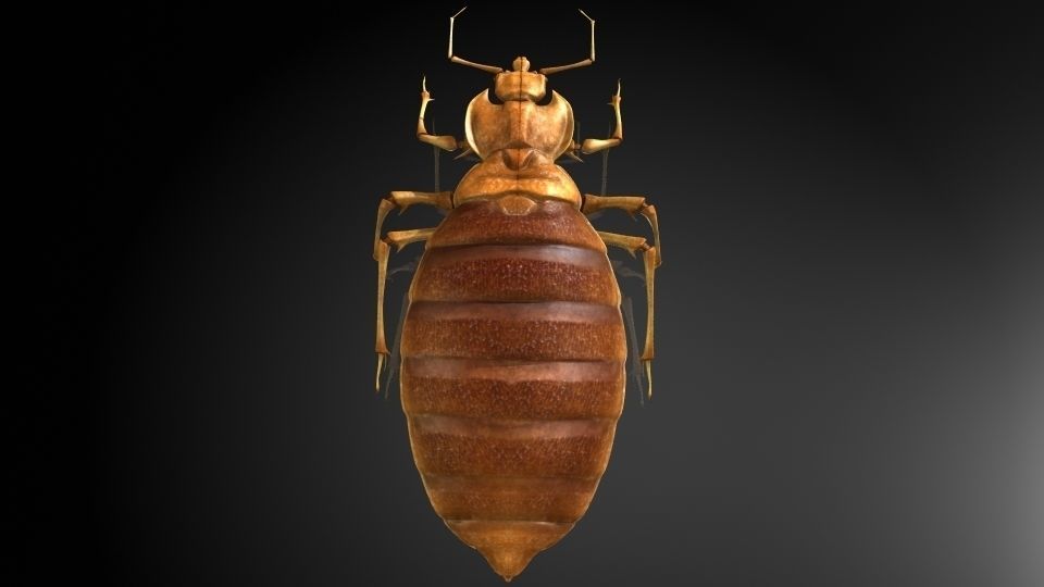 Insect Collection 6 bedbug Low-poly 3D model_2