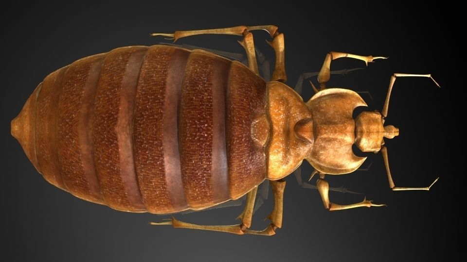  Insect Collection 6 bedbug Low-poly 3D model_4