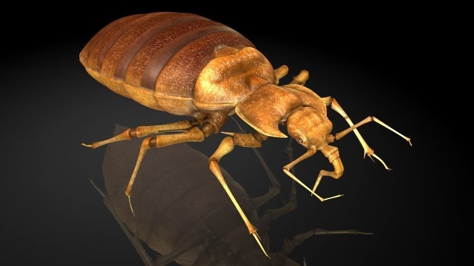  Insect Collection 6 bedbug Low-poly 3D model_1