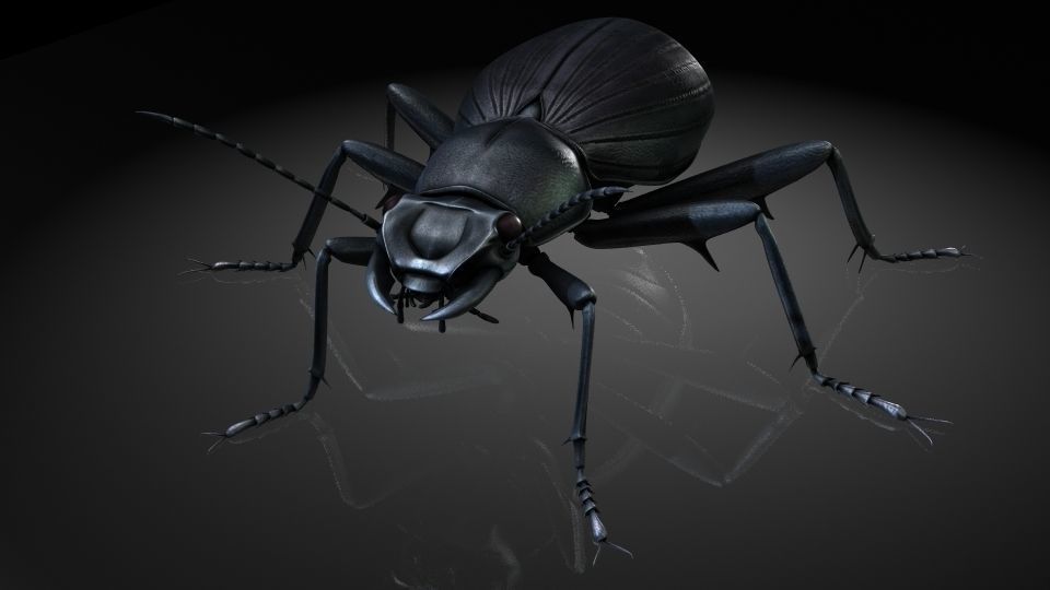 Insect Collection 7 beetle Low-poly 3D model_2