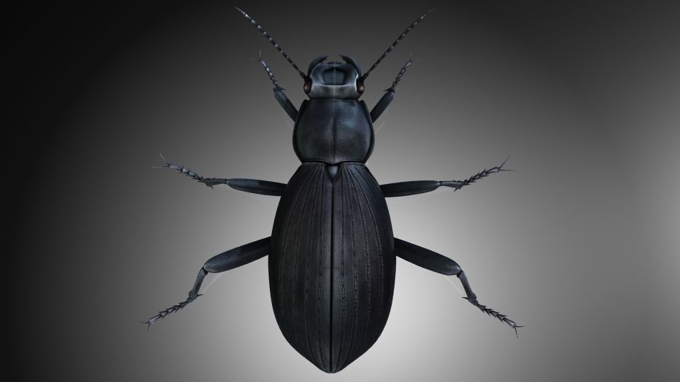 Insect Collection 7 beetle Low-poly 3D model_4