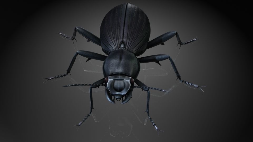 Insect Collection 7 beetle Low-poly 3D model_3