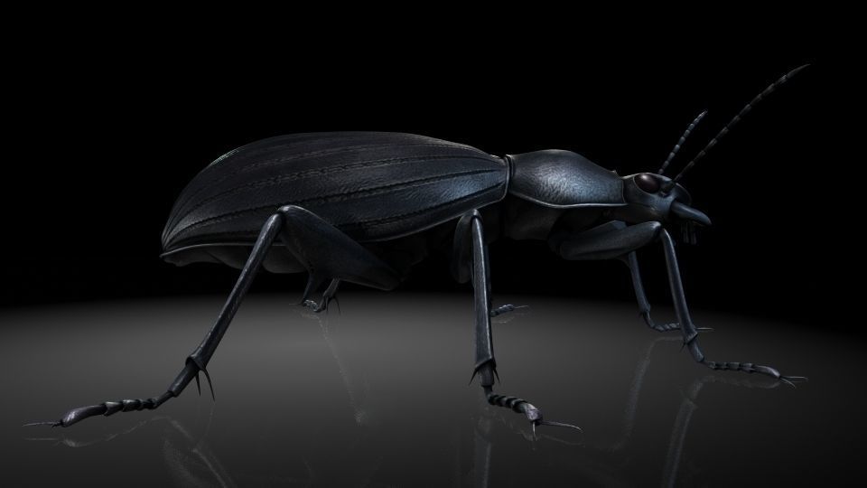 Insect Collection 7 beetle Low-poly 3D model_1