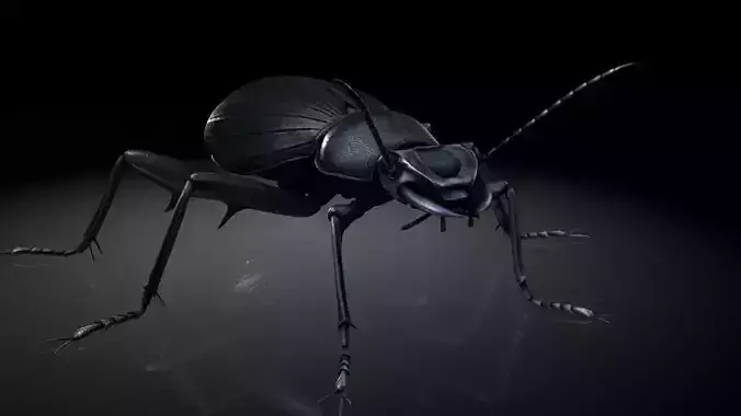 Insect Collection 7 beetle Low-poly 3D model