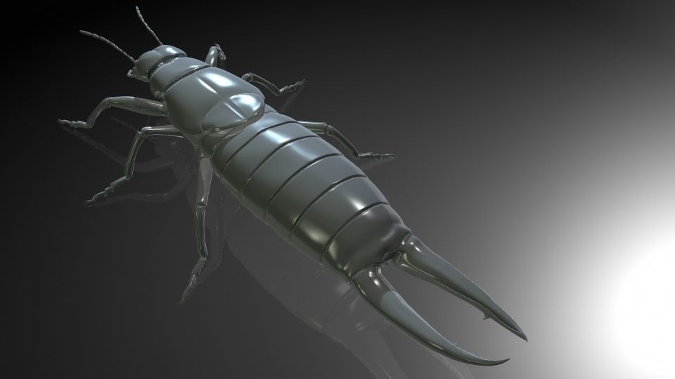 Insect Collection9  Earwig Low-poly 3D model_4