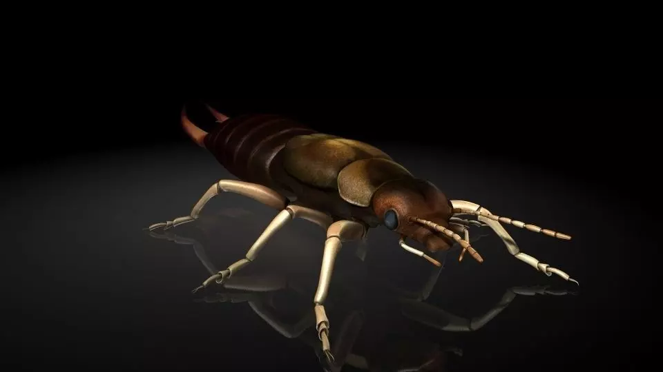 Insect Collection9  Earwig Low-poly 3D model_0