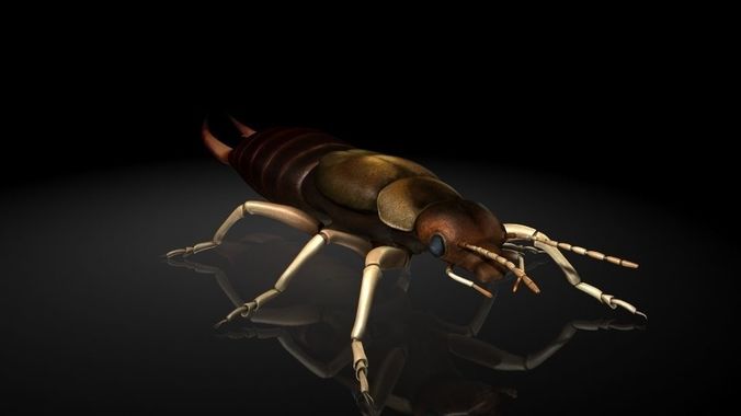 Insect Collection9  Earwig Low-poly 3D model