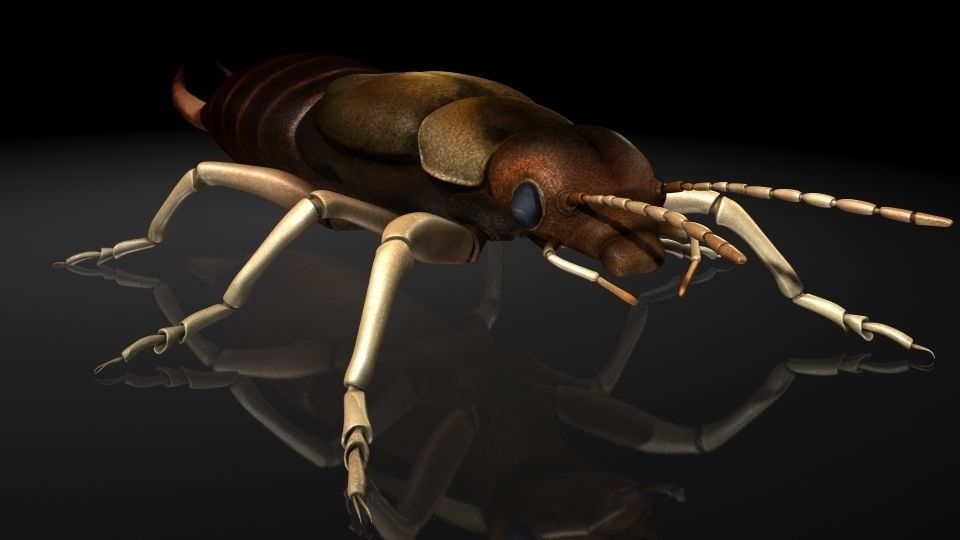 Insect Collection9  Earwig Low-poly 3D model_1