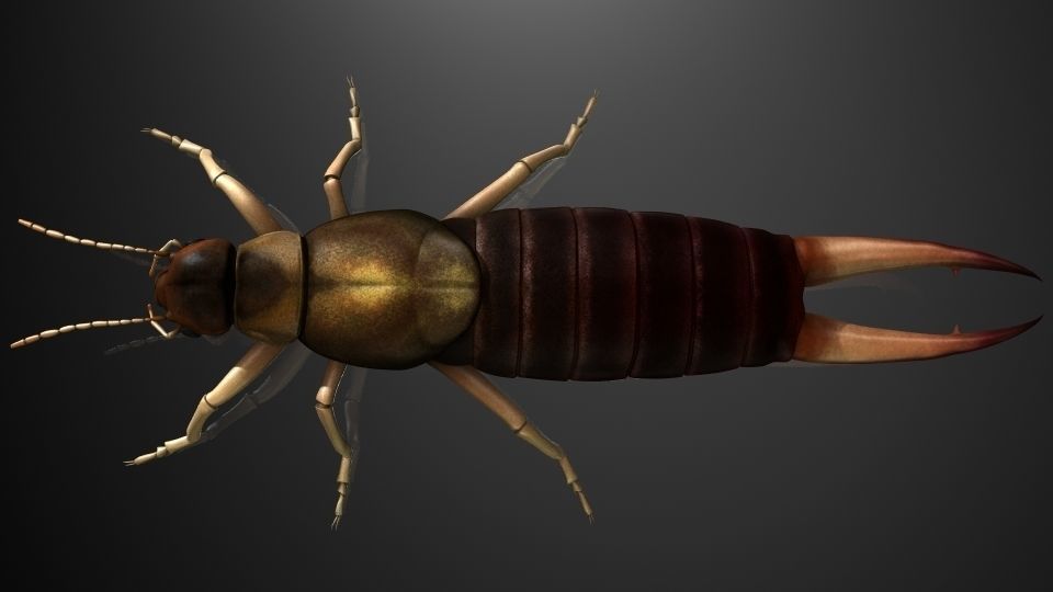 Insect Collection9  Earwig Low-poly 3D model_2