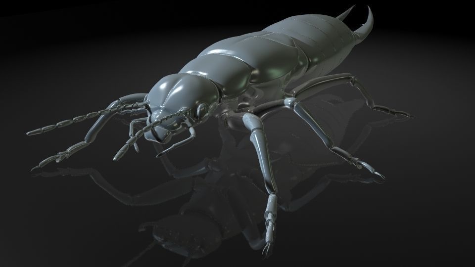 Insect Collection9  Earwig Low-poly 3D model_3