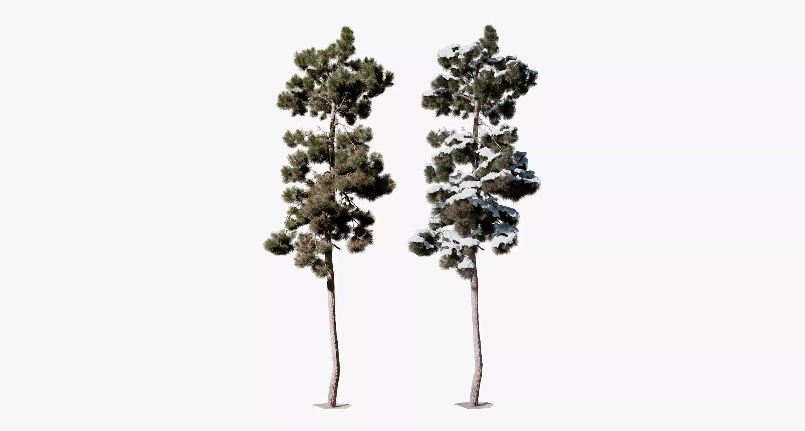 Realistic Conifer Pine Tree 06 3D model