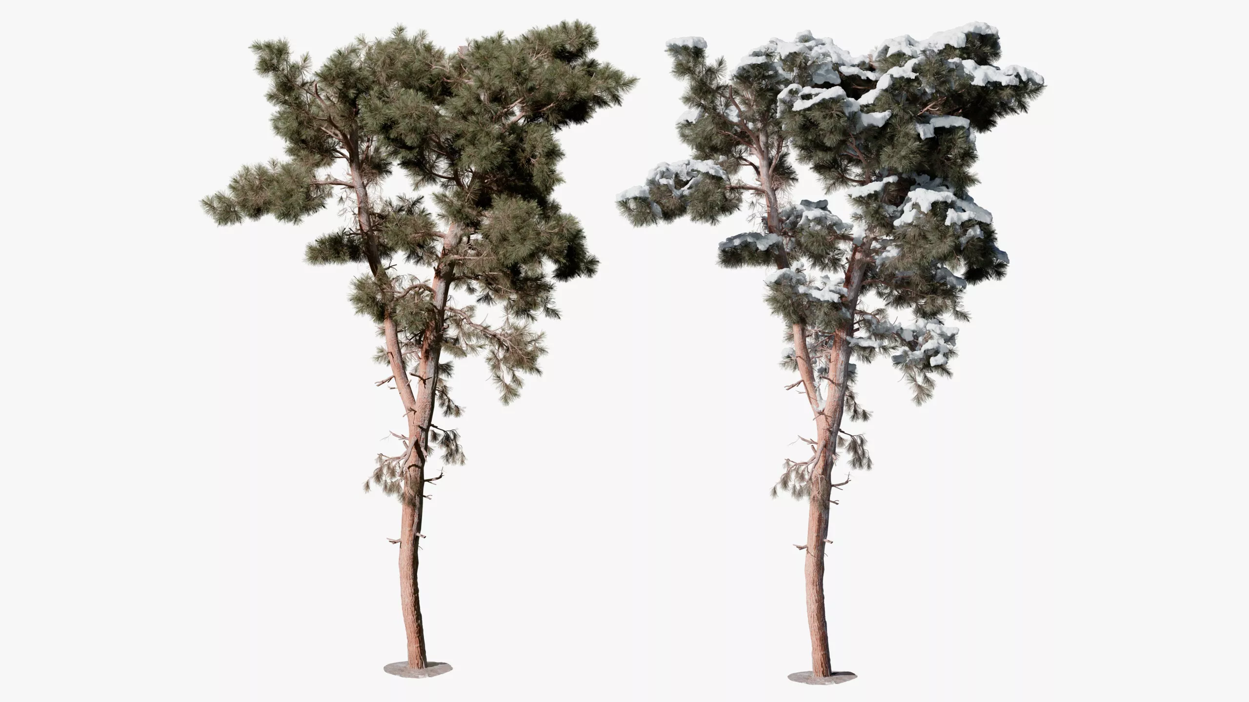 Realistic Conifer Pine Tree 07 3D model