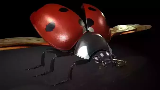 Insect Collection13 ladybug Low-poly 3D model