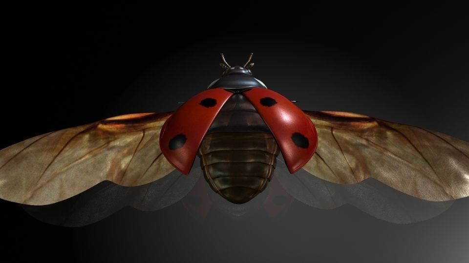 Insect Collection13 ladybug Low-poly 3D model_2