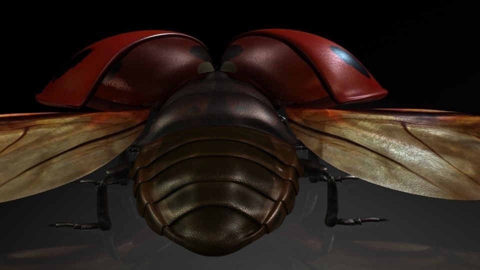 Insect Collection13 ladybug Low-poly 3D model_5