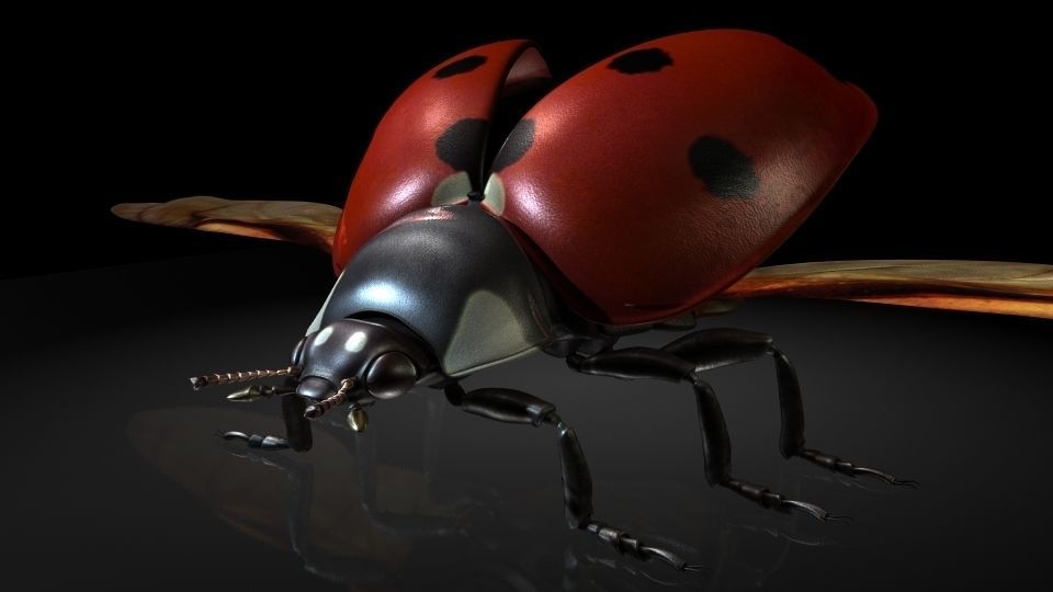 Insect Collection13 ladybug Low-poly 3D model_1