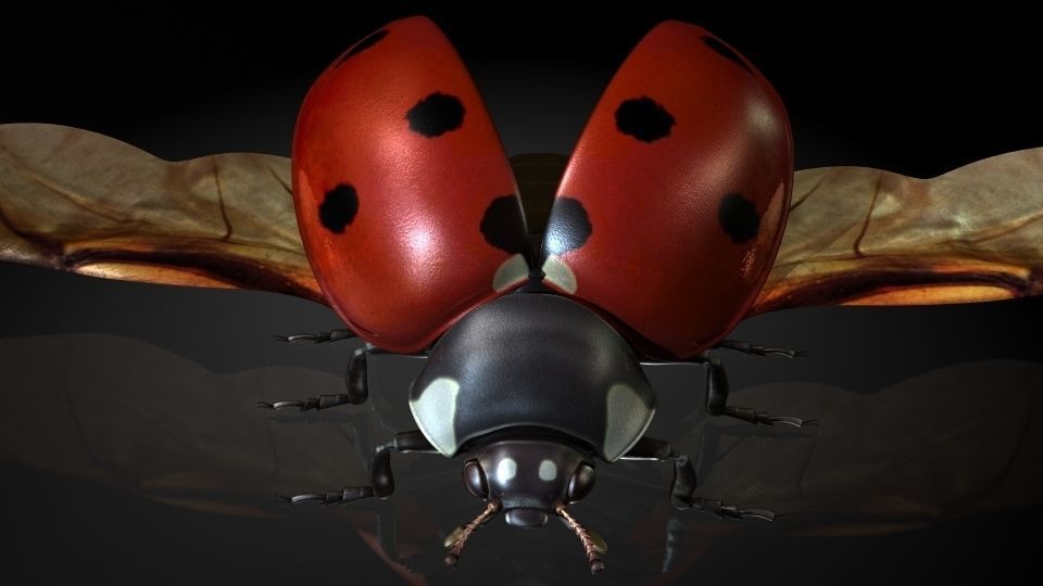 Insect Collection13 ladybug Low-poly 3D model_3