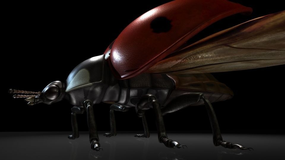Insect Collection13 ladybug Low-poly 3D model_6