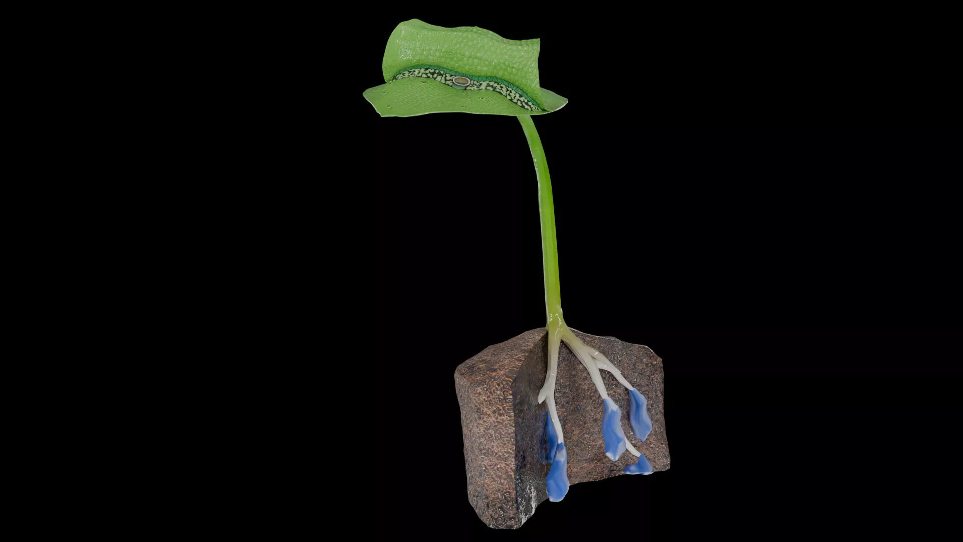 Plant Anatomy Leaf Stem Root Soil Cross Section Low-poly 3D model