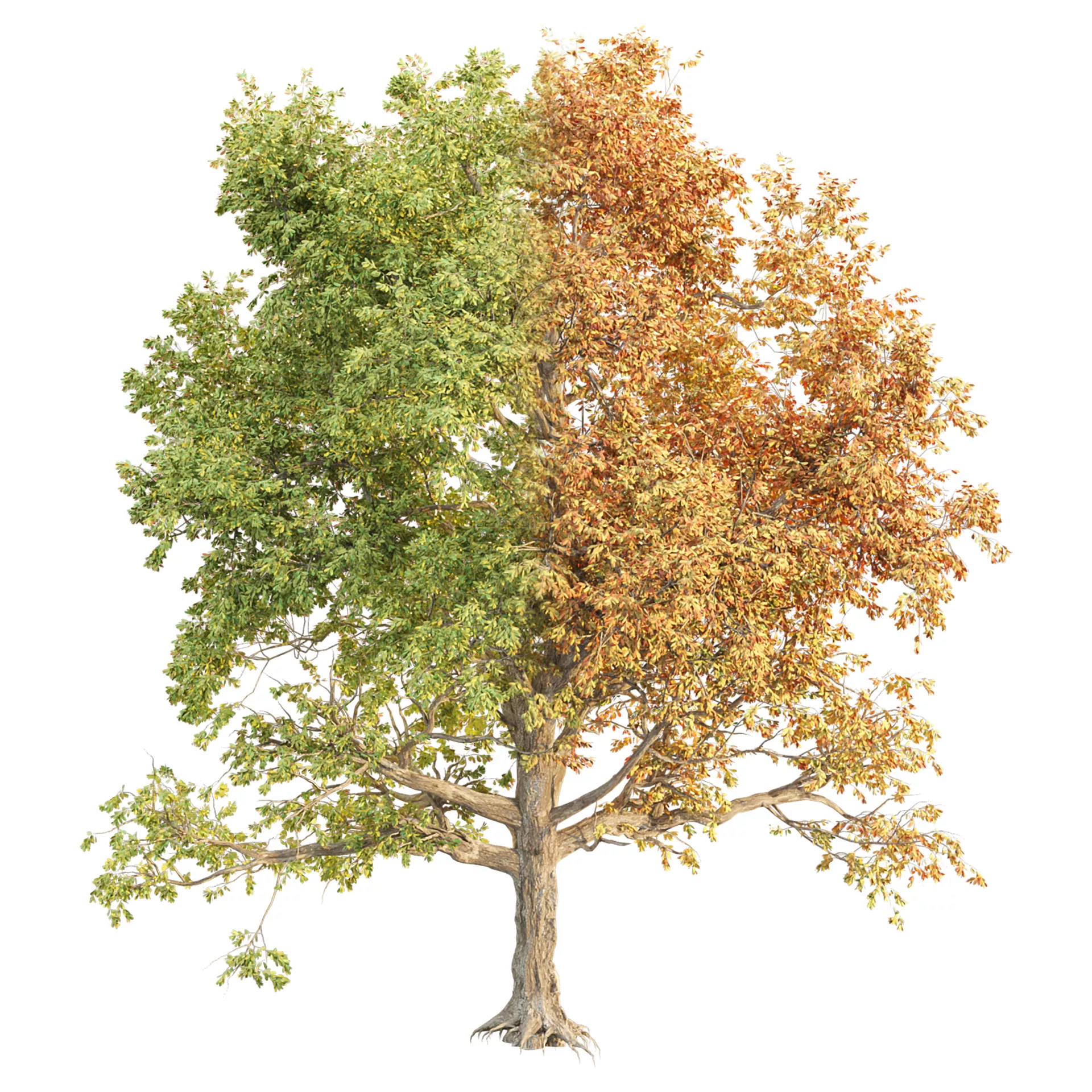 Seasonal Tree 560 3D model