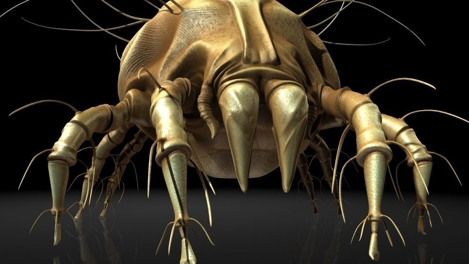 Insect Collection 16 Mite Low-poly 3D model_4