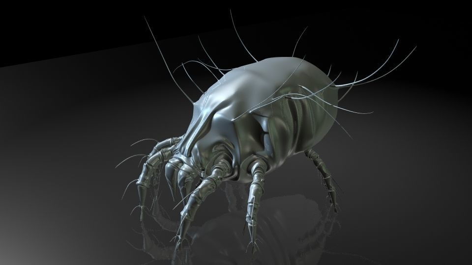 Insect Collection 16 Mite Low-poly 3D model_7