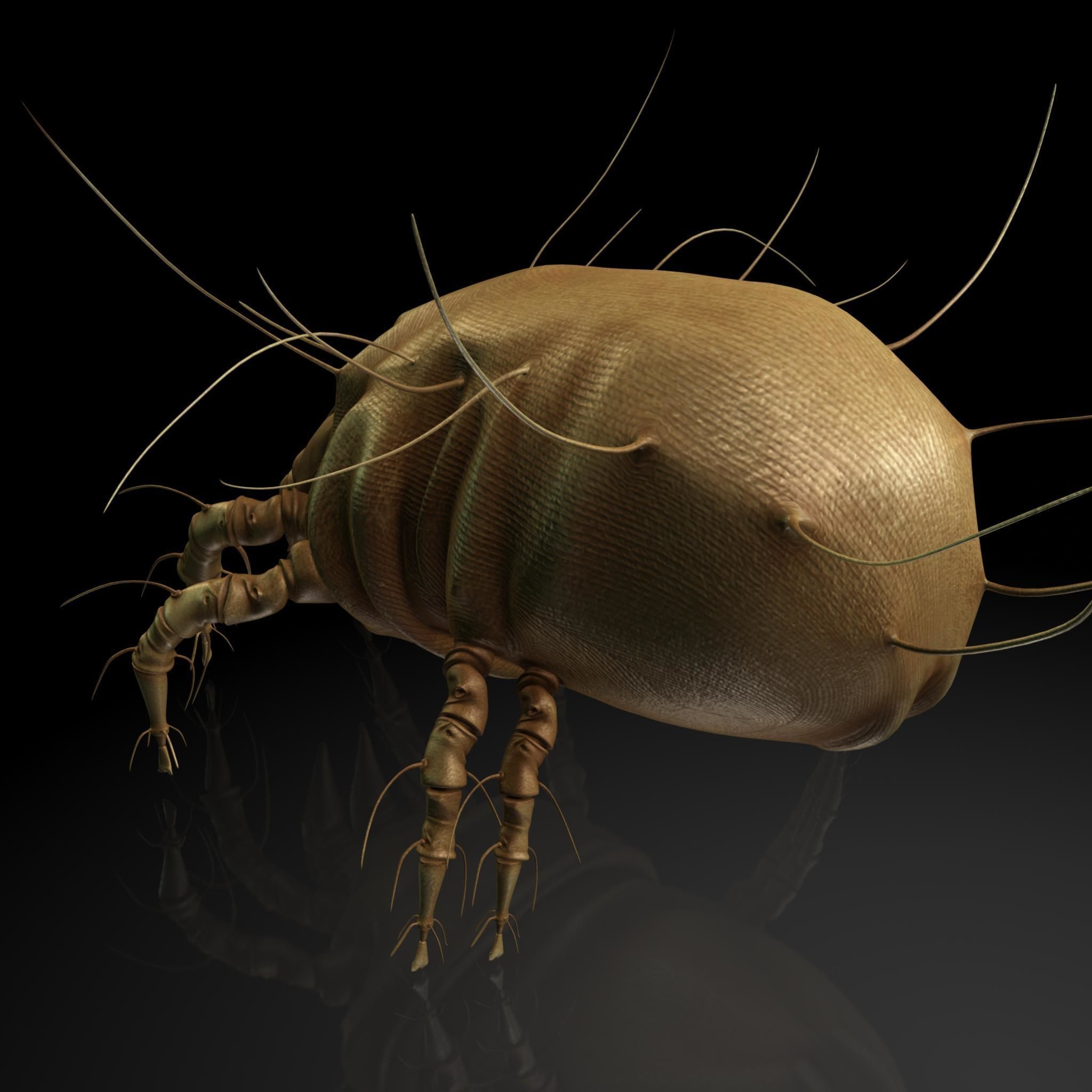 Insect Collection 16 Mite Low-poly 3D model_2