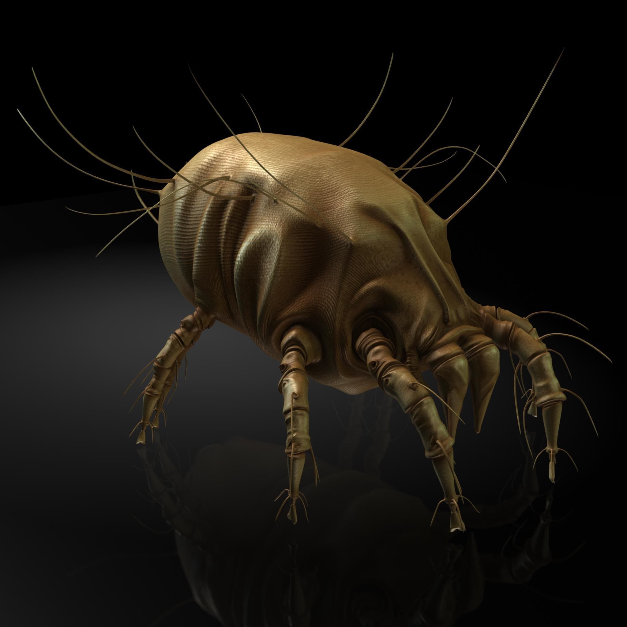 Insect Collection 16 Mite Low-poly 3D model_3