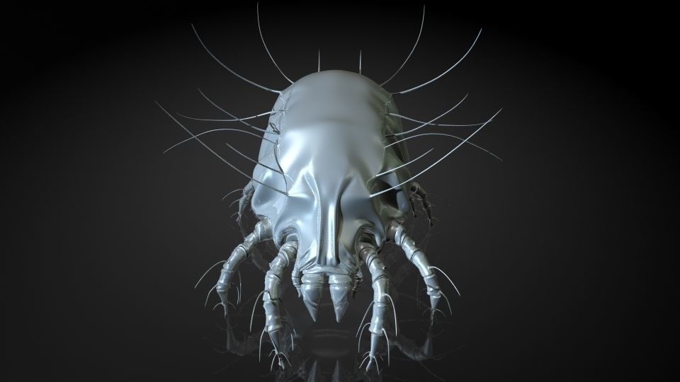 Insect Collection 16 Mite Low-poly 3D model_8