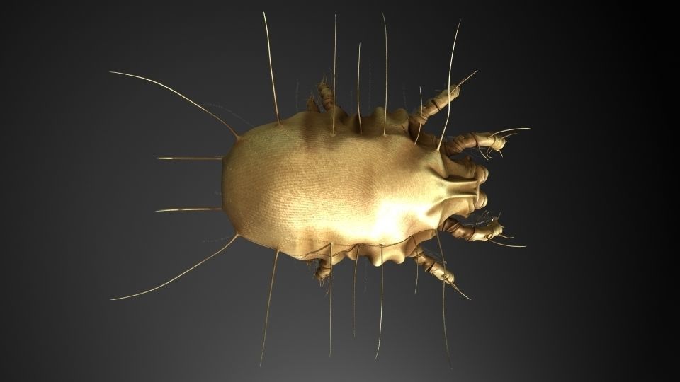 Insect Collection 16 Mite Low-poly 3D model_5