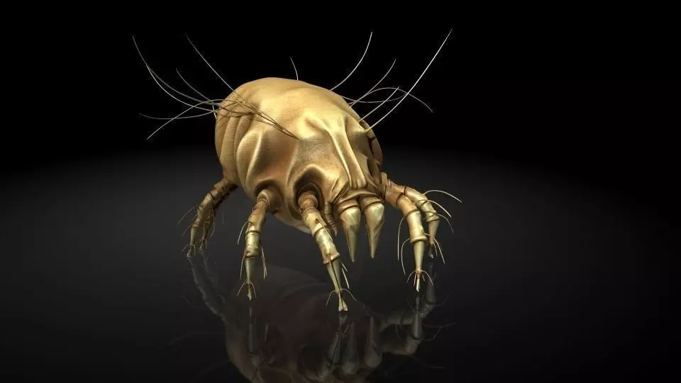 Insect Collection 16 Mite Low-poly 3D model_0