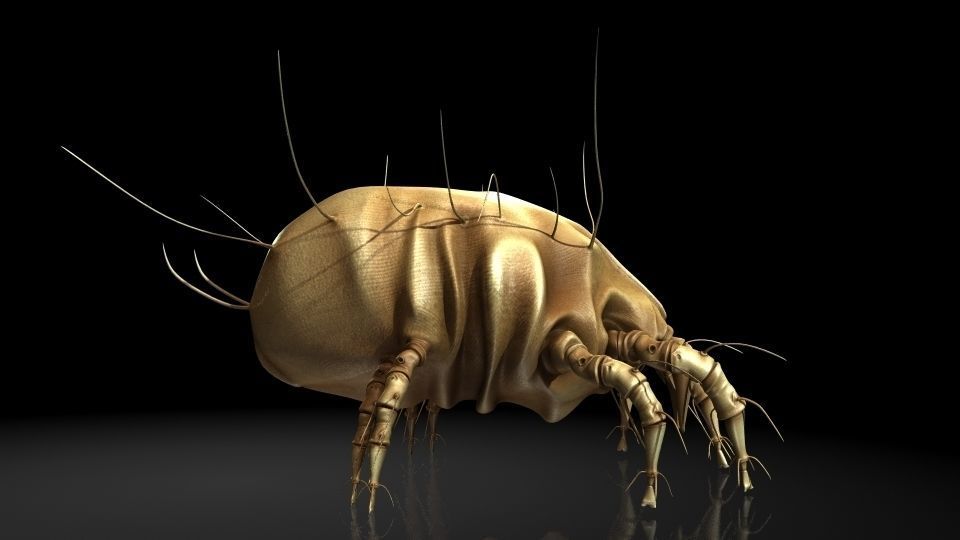 Insect Collection 16 Mite Low-poly 3D model_1