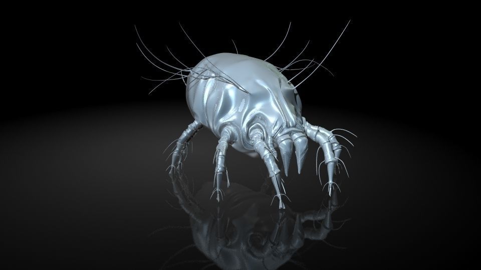 Insect Collection 16 Mite Low-poly 3D model_6