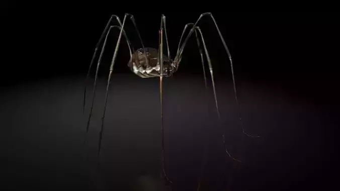 Insect Collection17 Opiliones Low-poly 3D model