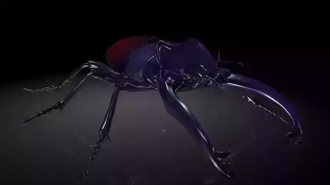 Insect Collection 19 Rhaetus