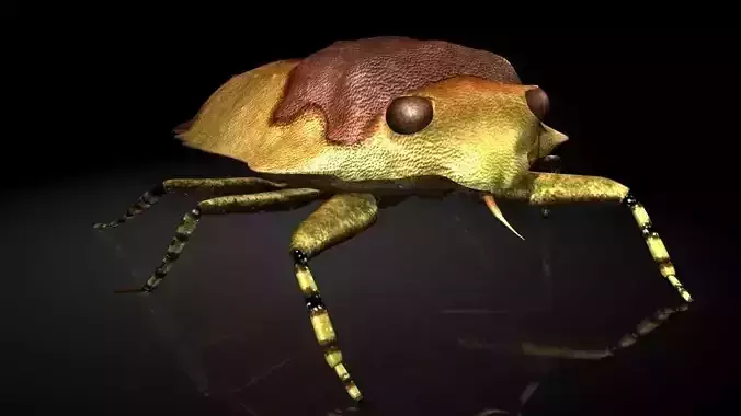 Insect Collection 21 Toad Bug