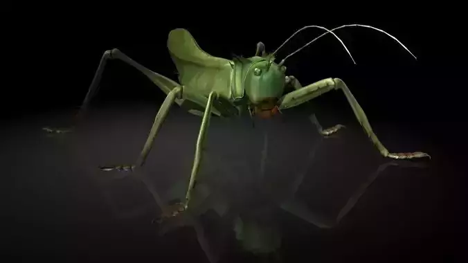 Insect Collection 23 Trigonidium cicindeloides