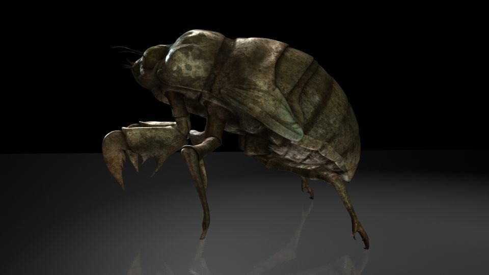 Insect Collection 24 Young cicadas Low-poly 3D model_2
