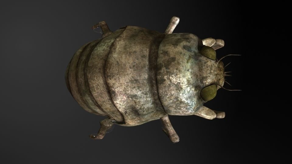 Insect Collection 24 Young cicadas Low-poly 3D model_3