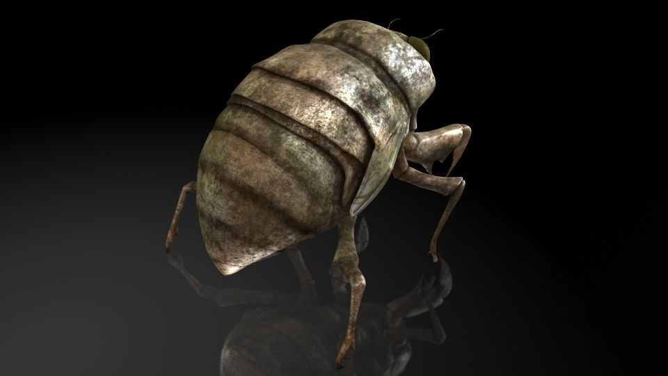 Insect Collection 24 Young cicadas Low-poly 3D model_4