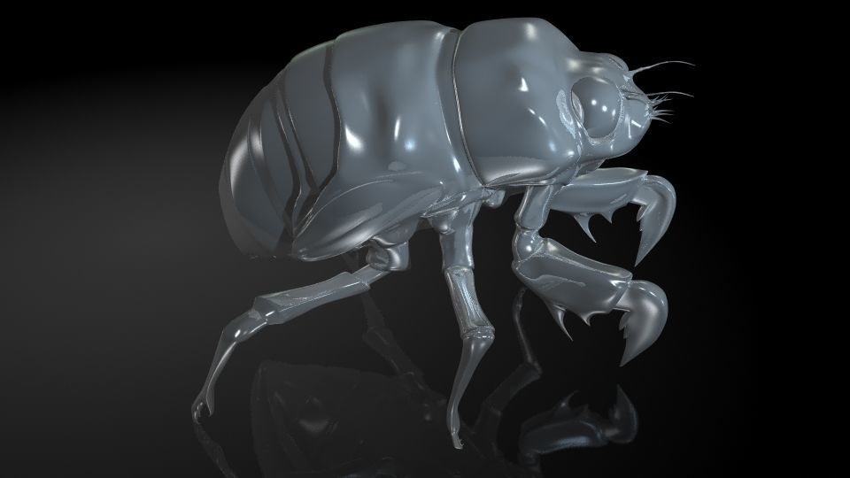 Insect Collection 24 Young cicadas Low-poly 3D model_7