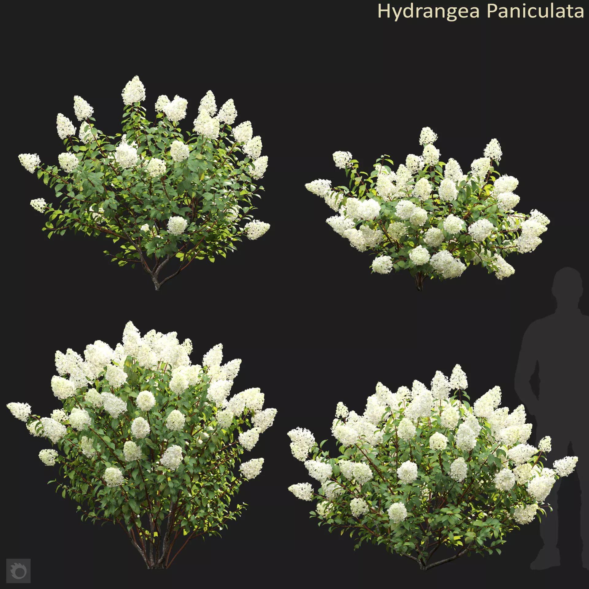 Hydrangea Paniculata 04 3D model