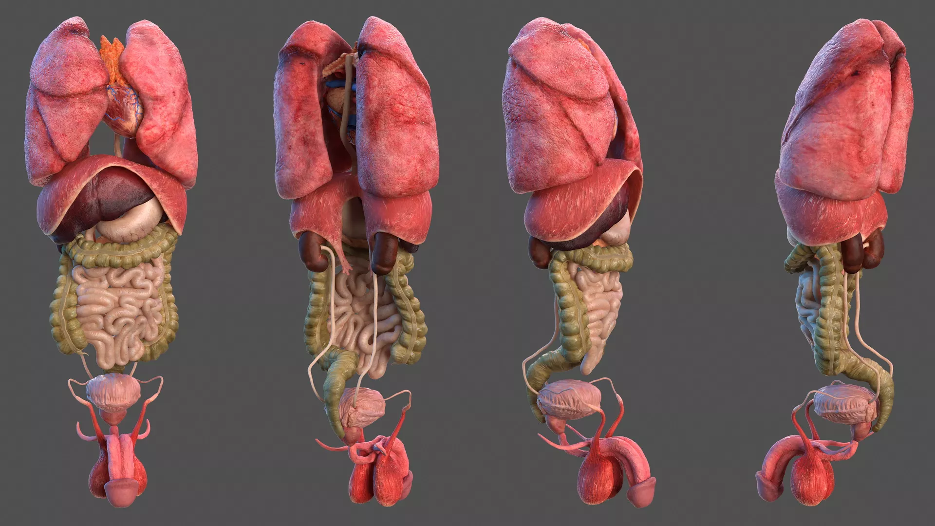 Male Internal Organs 3D model