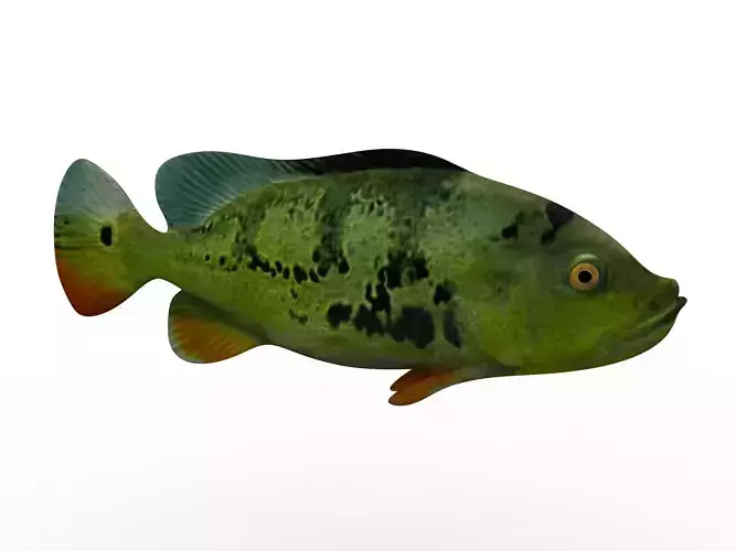 Perch fish