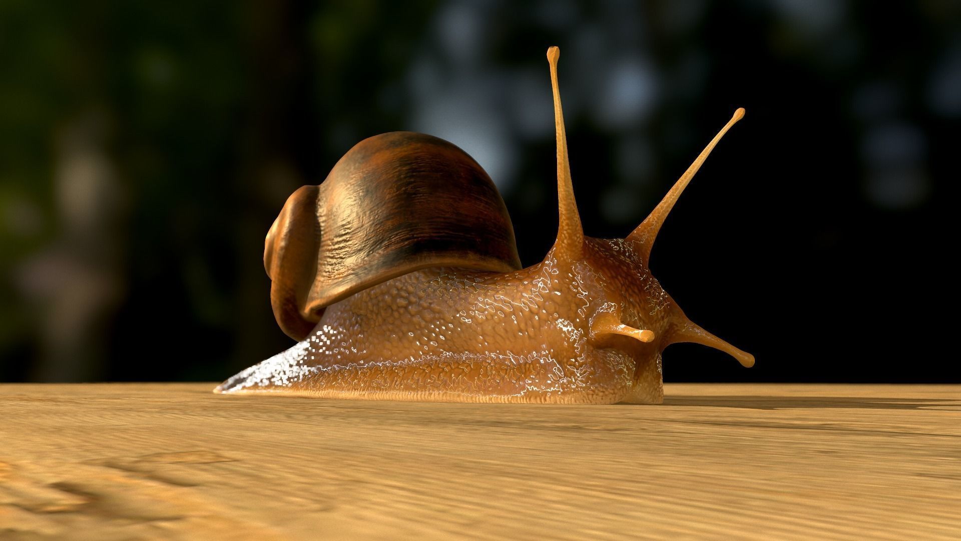 The Snail on rock Low-poly 3D model_29