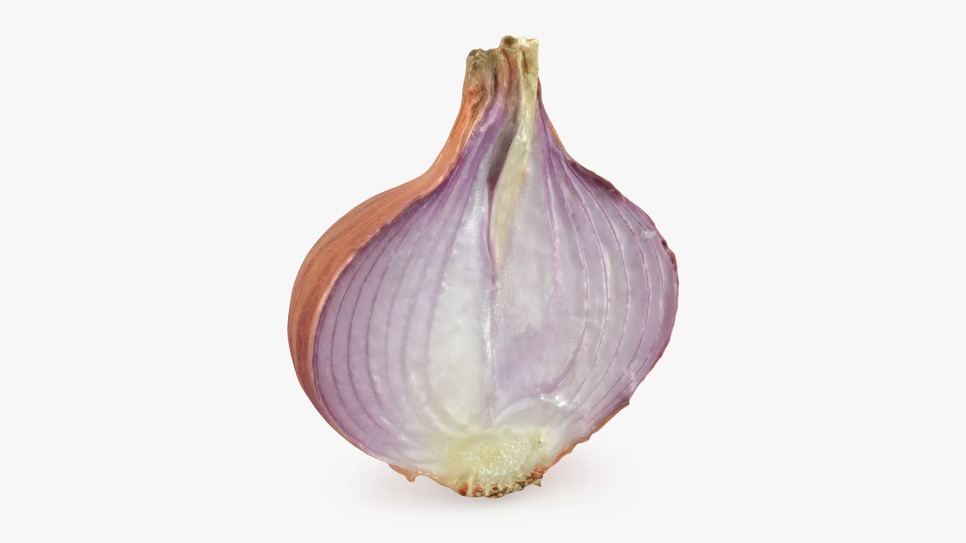 Shallot Half Low-poly 3D model