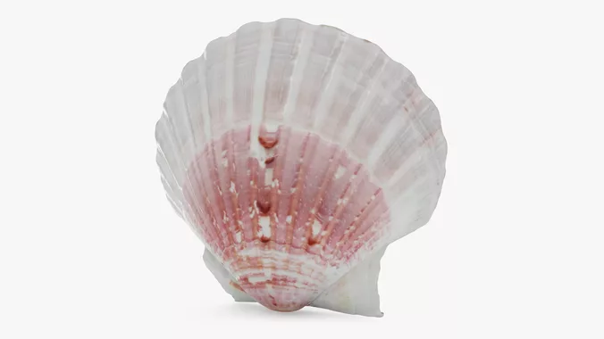 Clam Shell 01