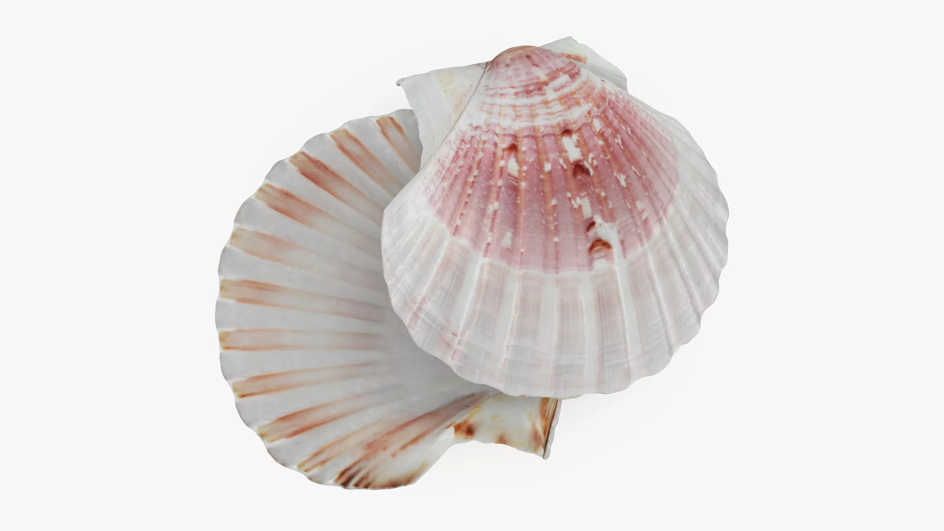 Clam Shell 01 Pose 2 3D model