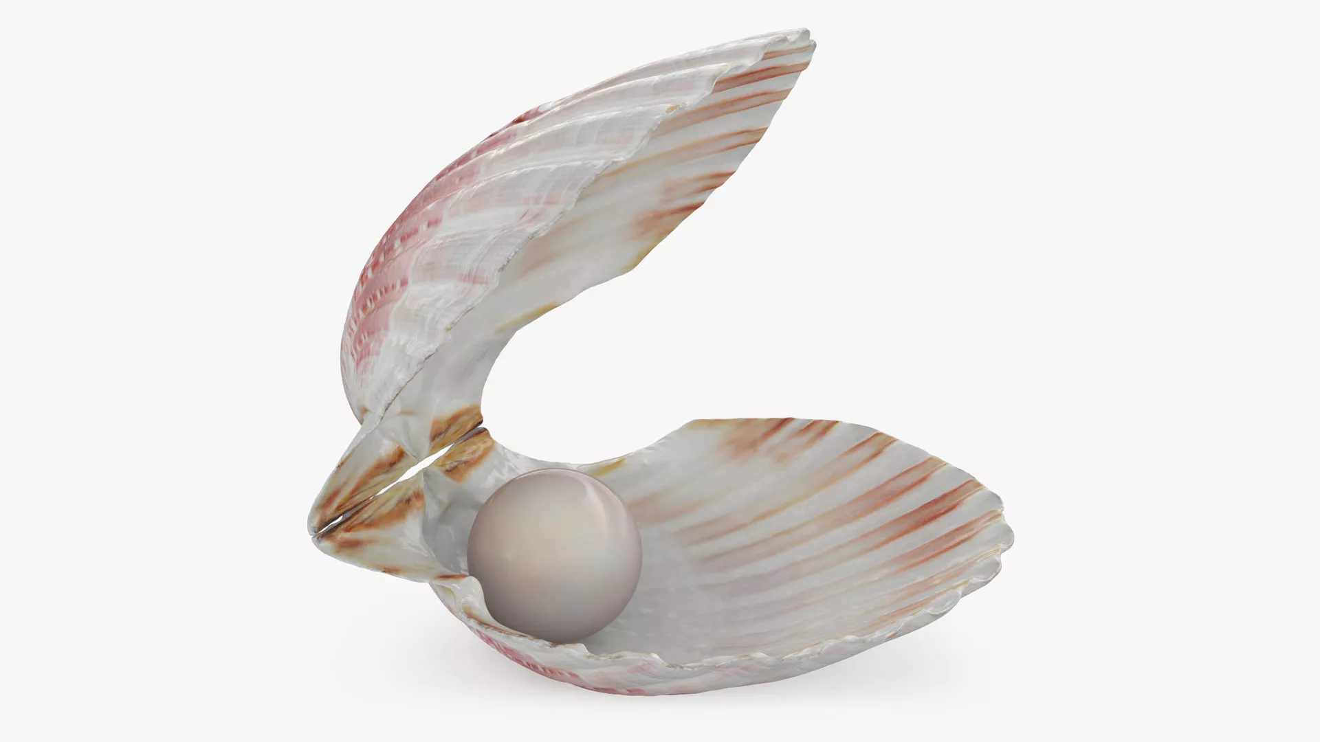 Clam Shell Pearl 01 3D model